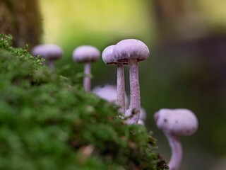Group of young amethyst deceiver mushrooms