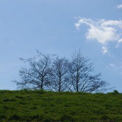 a meadow on a slope, three treetops of still leafless trees protrude behind it. An image with space for your own text, for your own projects or as a background image.