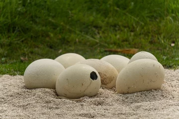  Closeup shot of the ostrich eggs in a low sand nest © Marc Leberzammer/Wirestock Creators