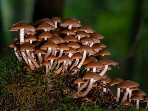 Group of Psathyrella piluliformis on a tree stump