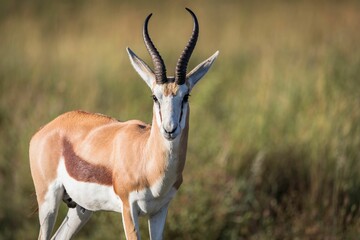 Mooie opname van Springbok in het natuurreservaat Pilansberg
