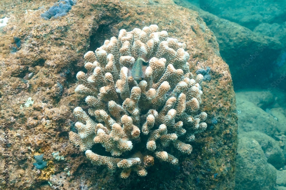 Poster Beautiful shot of a coral reef under the ocean