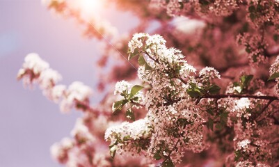 Spring scene with pink blossom. Beautiful nature scene with blooming tree at sunny day in...