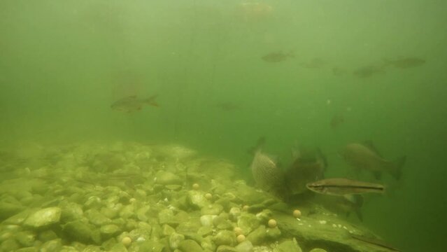 Shoal of Carp. Underwater footage with fish from garden pond on fishing and farming theme.