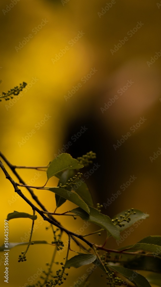 Wall mural Closeup shot of a tree branch with leaves