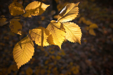 Yellow autumn leaves in the park on a sunny day