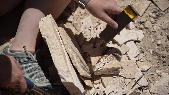 Person splitting open rock layers finding fish fossil in Wyoming from ancient times.