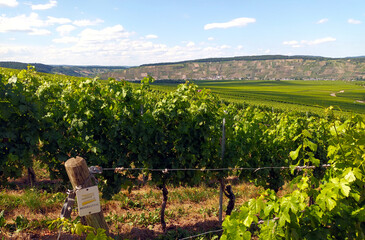 Weinberge an der Mosel bei Leiwen im Landkreis Trier-Saarburg. Aussicht vom Fernwanderweg...