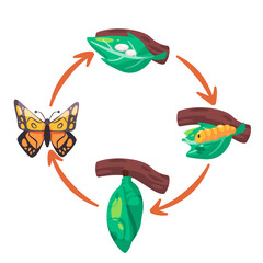 Butterfly life cycle illustration transformation from egg larva pupa cocoon process diagram