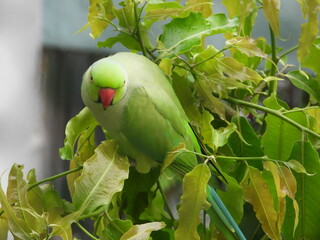 Indian Parakeet Parrot close up sitting on a tree looking at the camera 