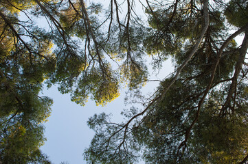 Obraz premium Bottom view of aleppo pine tree forest, Pinus Halapensis, Dalmatia, Croatia