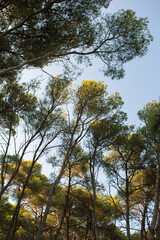 Aleppo pine tree forest, Pinus Halapensis, Dalmatia, Croatia