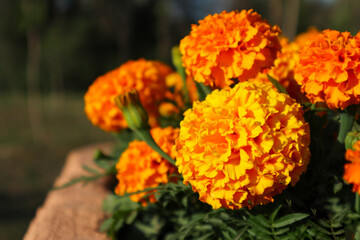 flowerbed with bright fluffy orange marigolds