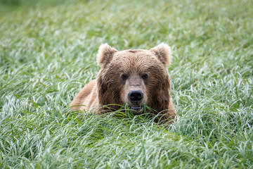 Alaskan brown bear feeding