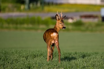 Fotobehang Back view of roe deer standing on greenery field with closed eyes © Harres Photography/Wirestock Creators
