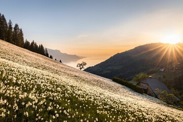 Sunset on a narcissus field in Montreux, Switzerland - obrazy, fototapety, plakaty