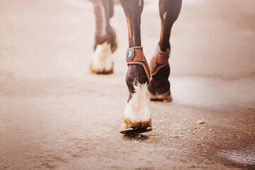 A rear view of a bay horse that steps with shod hooves on asphalt on a bright day. Equestrian life.