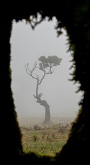Vertical shot of a single tree in a field seen through the silhouette of another tree