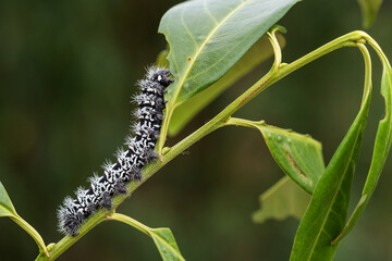 Zig-Zag Emperor Silkmoth - Gonimbrasia tyrrhea, caterpillar of moth from African forests and bushes, Tanzania.