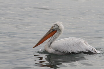Pelican