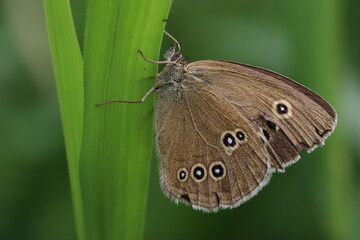 butterfly on leaf, Ringlet butterfly on a blade of grass macro