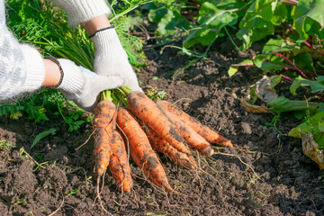 Group of many dirty orange colored carrots with green foliage freshly digged from garden vegetable bed on bright sun in farmer's hands. Cultivation and harvesting eco organic vegetables.