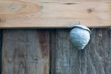 Wasp tree near the wall of a wooden building.A large wasp nest is attached to a wood door. The grey papery material is in layers forming around shape with a small circular hole on bottom .