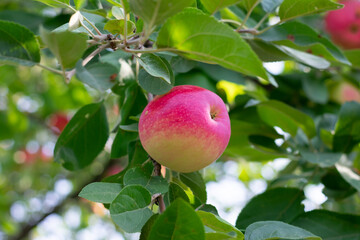 Ripe red sweet apple with green leaves on fruit tree branch on bright sunlight. Harvesting and cultivation natural food. Apple is hanging on twig
