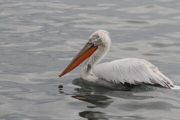Pelican