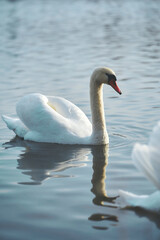 Fototapeta premium Swam swimming