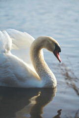 Fototapeta premium Side profile of a swan