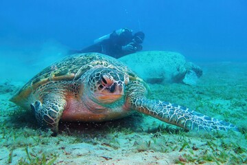 Green sea turtle ( Chelonia Mydas) and scuba diver with underwater camera on the background