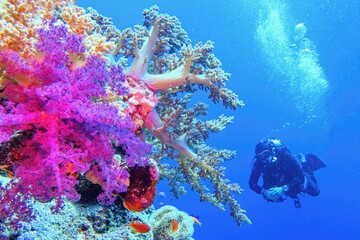 Beautiful tropical coral reef with colorful soft corals. Scuba diver on the background.