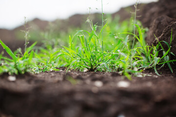 Succulent grass with dew on ground, low angle, close-up