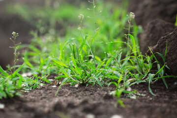 Succulent grass with dew on ground, close-up