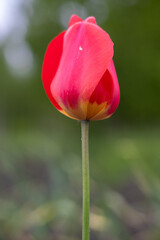 red tulip on a blurry background