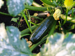 Zucchini plant with a large zucchini on it