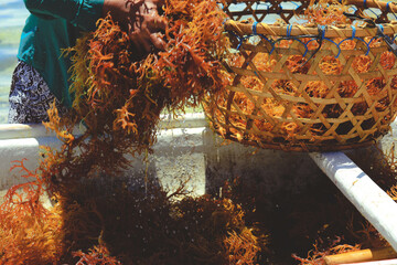 Selective focus on basket of orange seaweed at seaweed farm Nusa penida island in Bali, Indonesia © nonglak