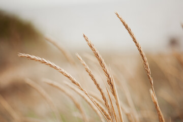 Fototapeta premium Bright ripe grain field. Yellow wheat against the blue sky. Harvesting period banner. Close up of ear of wheat, rye, barley, millet. Agriculture concept. Rich harvest background. Label design