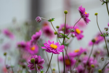 Fototapeta premium Anemone hupehensis praecox thimbleweed pink petal simplicity flowering plant, windflowers flowering plants in the garden