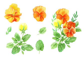 Pansies flowers. Watercolor yellow-orange flowers, green leaves and stems. Set of bud, flower head, violet plant. Best for invitations, greeting cards, stickers, scrapbooking