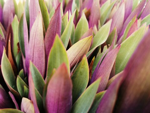 Closeup shot of rhoeo spathacea on the island of La Palma, Canary Islands, Spain