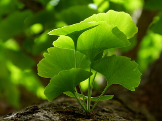 Ginkgo Biloba tree leaves in closeup. bright green ginko leaf macro. natural supplement. herbal and...