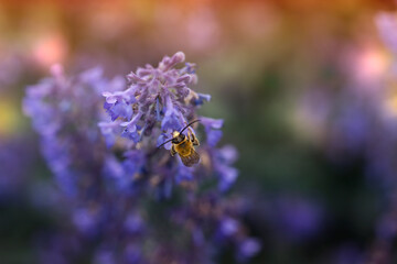 Bee sucking nectar from purple flowers.