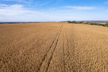 Planta&ccedil;&atilde;o de milho pronto para colheita em vista a&eacute;rea