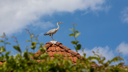 Fischreiher auf einem Hausdach sucht nach Beute im Gartenteich