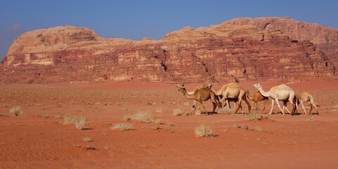 Camels in Wadi Rum in Jordan - obrazy, fototapety, plakaty