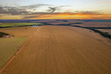 Por do sol em campo de milho , milharal