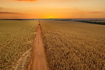 Por do sol em campo de milho , milharal