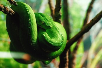 Closeup of a green tree python (Morelia viridis) coiled on a tree branch